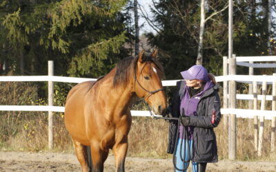 Hevosen käyttäytymistarpeiden huomiointi auttaa sen käsittelyssä ja kouluttamisessa