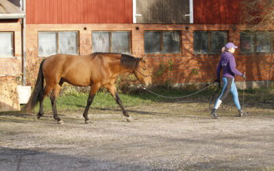 Nuoren hevosen kouluttamisesta